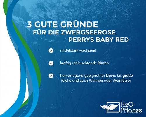 Zwerg-Seerose - Nymphea Perry's Baby Red